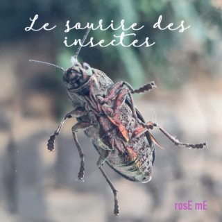 Le sourire des insectes