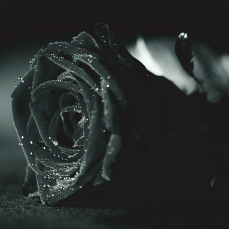 One Black Rose | Boomplay Music