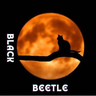 Black Beetle