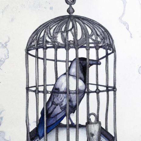 Bird Cage | Boomplay Music