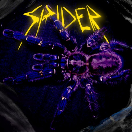 Spider | Boomplay Music