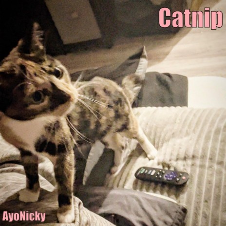 Catnip | Boomplay Music