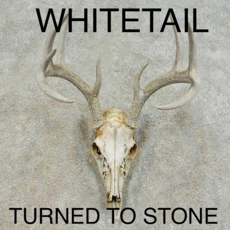 Turned to Stone