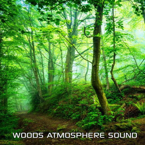 Woods Atmosphere Sound for Study ft. The Nature Soundscapes, The Nature Sound FX, Atmospheres FX, Discovery Sounds FX & Calmsounds | Boomplay Music