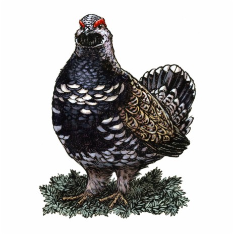 Spruce Grouse | Boomplay Music