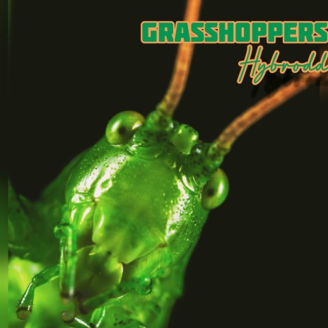 Grasshoppers | Boomplay Music