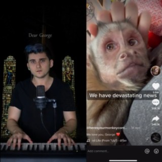 Dear George (RIP George the Tiktok Monkey)