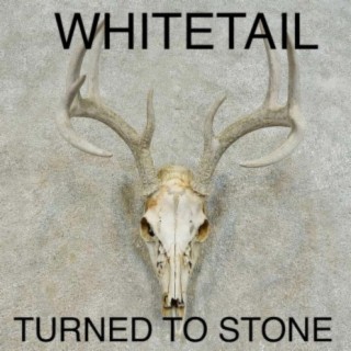 Whitetail