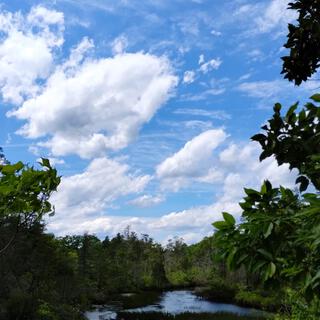 Forested Yearning