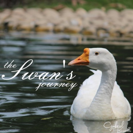 The Swan's Journey | Boomplay Music