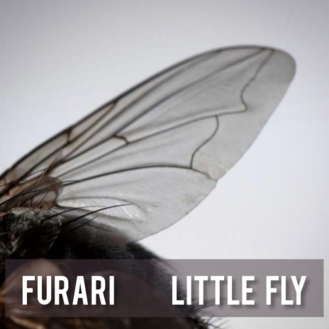 Little fly | Boomplay Music