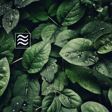 Nature for Shush and Calm | Boomplay Music