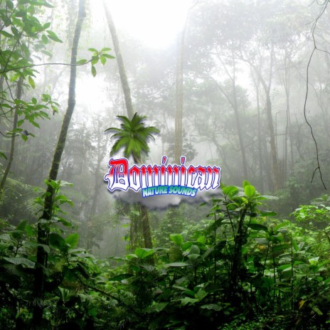 Verdant Paradise: Rainforest Trails