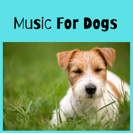 Scratch My Belly ft. Music For Dogs Peace, Relaxing Puppy Music & Calm Pets Music Academy | Boomplay Music