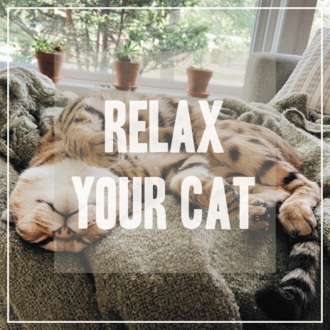 Relaxing Song for Cats | Boomplay Music