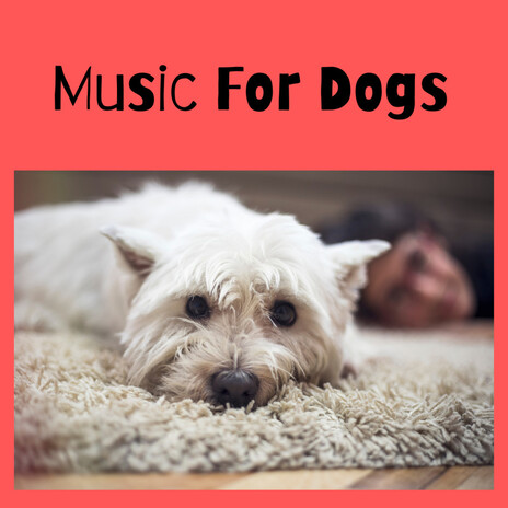 Calm Dog Oasis ft. Music For Dogs Peace, Relaxing Puppy Music & Calm Pets Music Academy | Boomplay Music