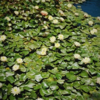 Water Lily