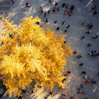 Ginkgo