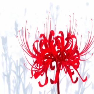 my spider lily