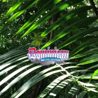 Rainforest Music: Free Your Mind & Relax Better with Ambient Rain Sounds for Sleep and Relaxation