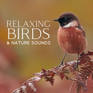 Relaxing Birds & Nature Sounds