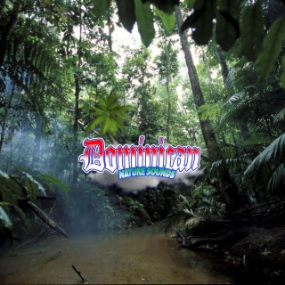 Rainforest Oasis: Serene Soundscapes for Inner Peace and Natural Healing