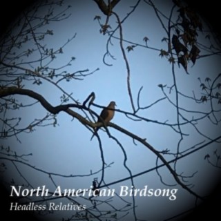 North American Birdsong