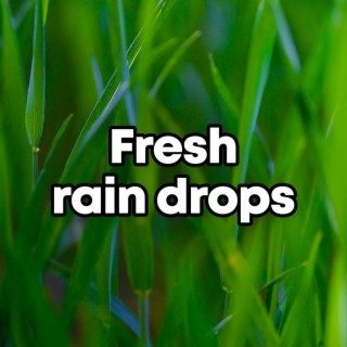 Fresh Rain Drops