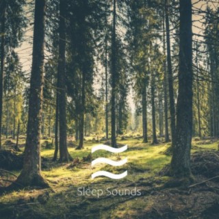 Relaxing Forest Sounds