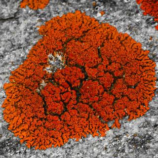 Lichen