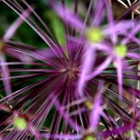 A Bouquet of Barbed Wire