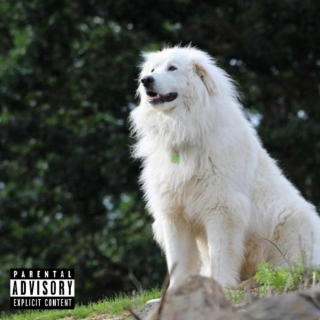 great pyrenees | Boomplay Music