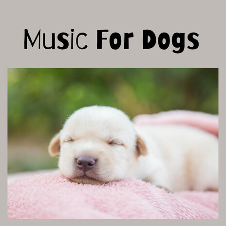 Beautiful Night ft. Music For Dogs Peace, Relaxing Puppy Music & Calm Pets Music Academy