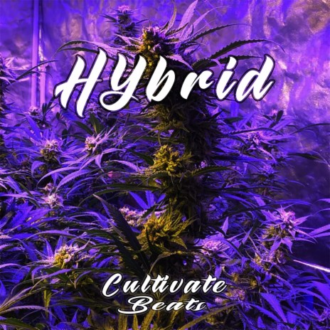 HYbrid