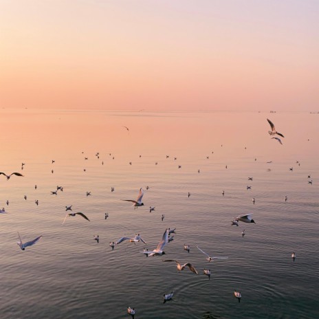 Pájaros, pájaros por todos lados