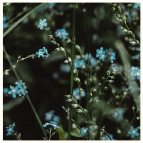 myosotis