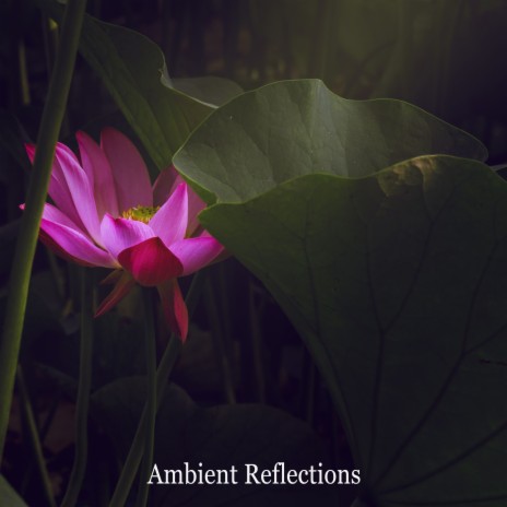 Ambient Reflections
