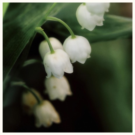 muguet | Boomplay Music