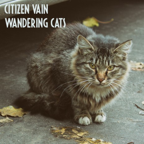 Wandering Cats