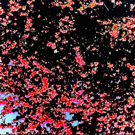 Upside Down Cherry Tree