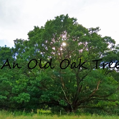 An Old Oak Tree (feat. Davey Barnes)