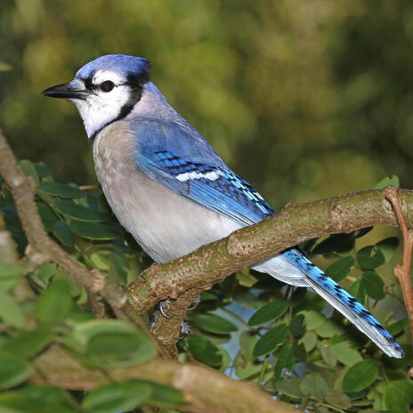 Blue Jays