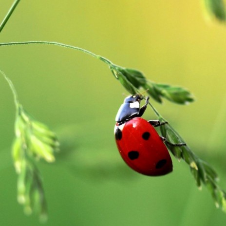 Miraculous Ladybug Theme | Boomplay Music