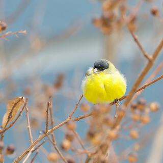 Goldfinch