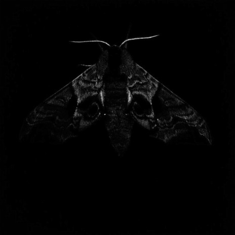 The Moth | Boomplay Music