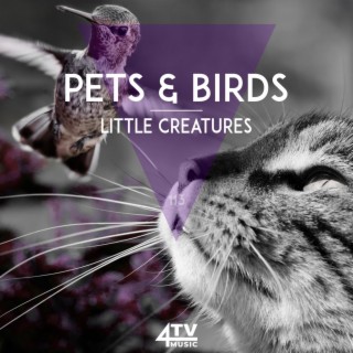Pets & Birds - Little Creatures