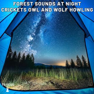 Forest Sounds at Night Crickets Owl and Wolf Howling Camping 1 Hour Relaxing Nature Ambient Yoga Meditation Sounds For Sleeping Relaxation or Studying