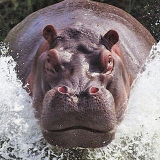 Running Hippo