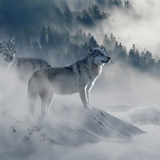 Wolf of Wilderness