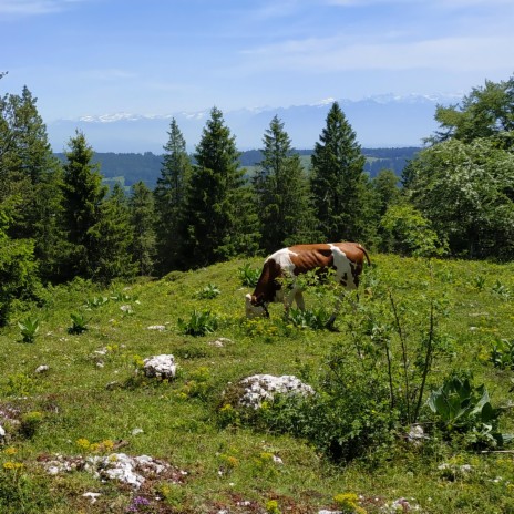 Vache de Montagne